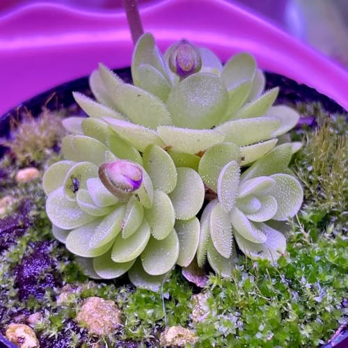Semillas de plantas carnívoras de Butterwort, plantas perennes resistentes Semillas de plantas de butterwort, Pinguicula vulgaris, decoracion salon, semillas bonsai plantas resistentes 100pcs