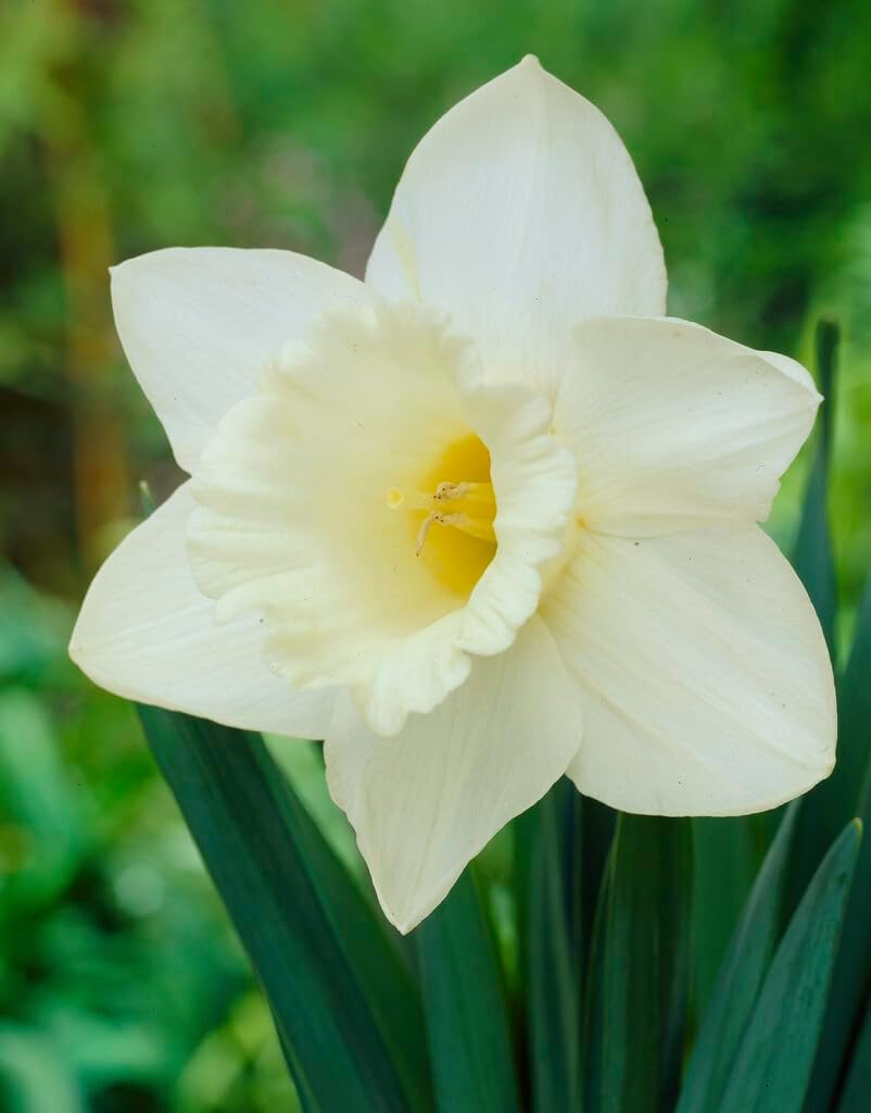 Mount Hood Large Trumpet Daffodil Bulbs for Planting - Large White Elegant Blooms (20 Bulbs)