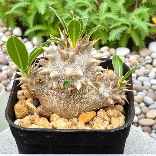 pL|fBE b单  7.5cm|bg A R[fbNX