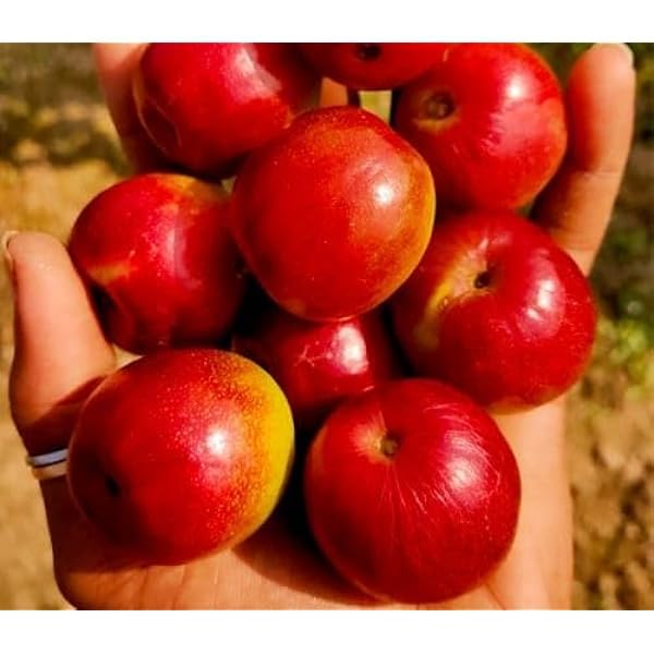 GreenEarth Original Red Miss India Seed Less Apple Ber Grafted Plant, Jujube Fruit, Lal Kul (B0CJ87NDPZ) Amazon Price History, Amazon Price Tracker