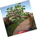 PLAT FIRM SEMILLAS DE GERMINACION: Ãrbol frutal autofértil cerezo enano de 10 semillas interior/exterior