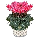 花のギフト社 シクラメン ギフト プレゼント 鉢植え 誕生日 6号鉢 ドリームオレンジ 歳暮 お歳暮