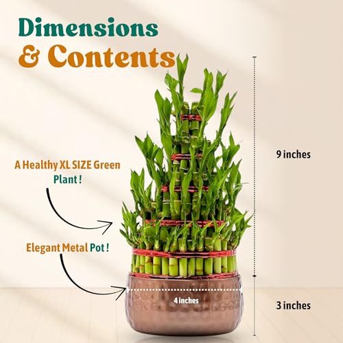 Image of Amulya Farms Live Lucky Bamboo 5 layer plant in Metal Pot | Indoor Bamboo Plants for Home, Living Room, Balcony, Office desk & Kitchen Decoration | Vastu Plant | (Plant in Metal Pot with Rubber Grips)