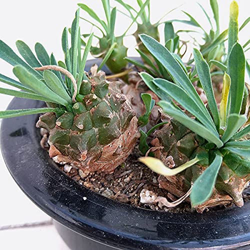 ユーフォルビア:峨眉山(がびさん)3.5号鉢植え ユーフォルビア:峨眉山(がびさん)3.5号鉢植え