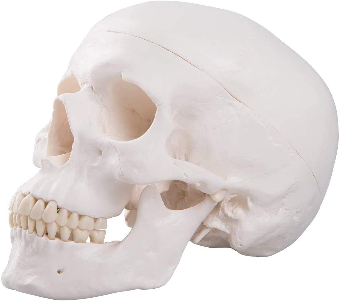 Modello di Cranio Umano, Materiale Didattico per Lo Studio Anatomico della Testa del Modello Anatomico della Testa