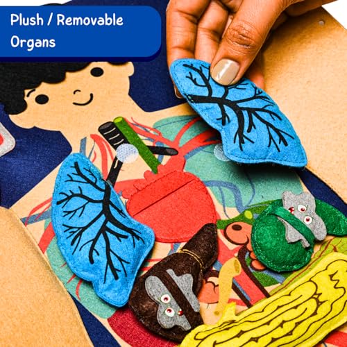 Image of Seraphina Doctor Set for Kids Girls & Boys | Educational Toy Doctor Kit | Remove Germs from Lifelike Human Body, Learn About Digestive System & Organs Doctor Set for Kids | Pretend Play Toy 3+ Years
