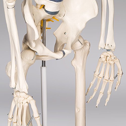 RONTEN Human Skeleton Model, Anatomical Skeleton lifesize 70.8 in, Including Booth + Cover + Poster