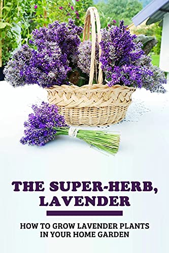 The Super-Herb, Lavender: How To Grow Lavender Plants In Your Home Garden: How To Grow Lavender In Every Climate