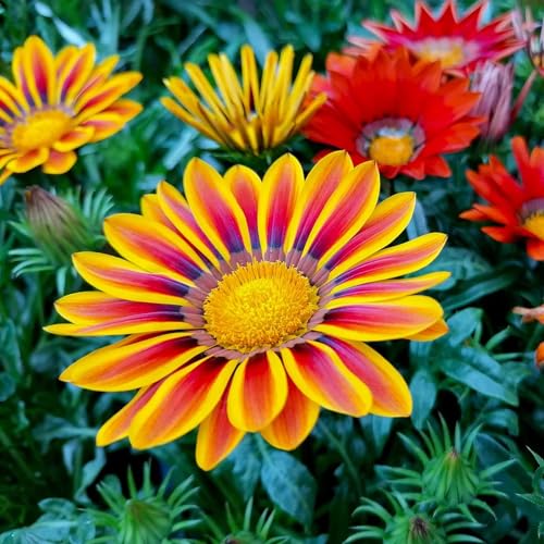 Image of Gazania Sunshine Mix Flower Seeds Pack of 50 Plus Seeds Multicolor Daisy Flower Seeds for Home Garden Balcony Pots Outdoor Gardening(Gazania sun shine)