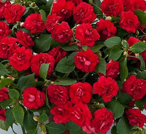 Golden Hills Farm (AVG 100-500) Balsam Rose Seeds (B093QGZPGF) Amazon Price History, Amazon Price Tracker