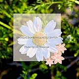  Tranquilidome Wellness Center - Music For Oil Massage