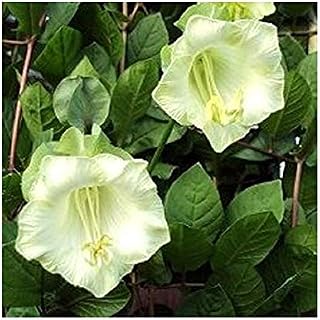 Cobaea scandens White Seeds Flowers Curling from Ukraine 0.4 g