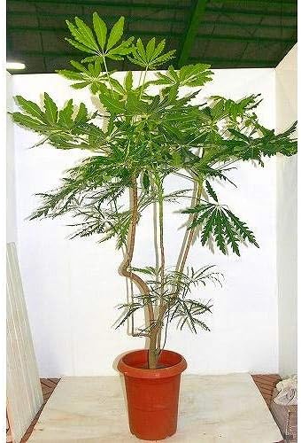 Amazon プランツネット Plants Net 観葉植物 アラレア 曲がり 10号 K プール 屋外サウナ