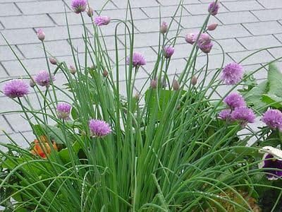 Chives plant in a 9cm pot. Garden herb