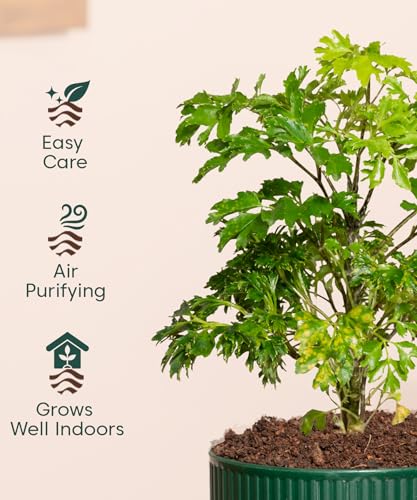 Image of Kyari Aralia Green Live Plant Indoor with Green Self Watering Pot
