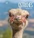 Ostriches (Living Wild)