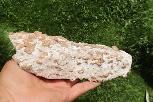 Image of Ammonites & Gastropods Plate Cretaceous Fossils Fossils from Morocco Fossil Rock ammonites Fossil from Morocco A209