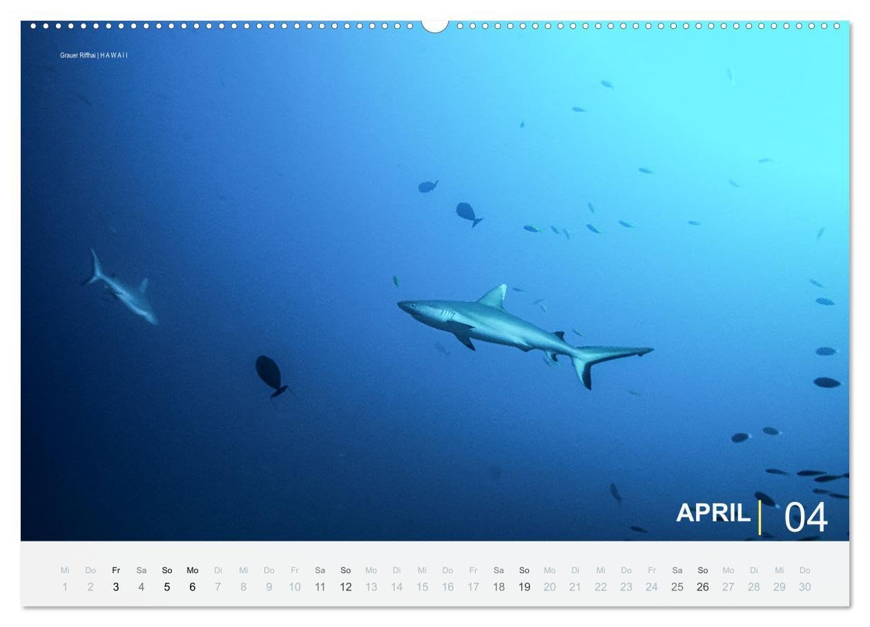 Einfach Tauchen - Wunderbare Tauchplätze und Korallenriffe (Wandkalender 2026 DIN A2 quer), CALVENDO Monatskalender: Farbenfrohe Unterwasserfotos der beliebtesten Reisezielen für Taucher.