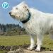 Petlando Mesh Hundehalsband – leicht, atmungsaktiv, weich mit Mesh gepolstert, stufenlos verstellbar, robust & strapazierfähig mit O-Ring – Halsband Hund S 40-45cm, Petrol