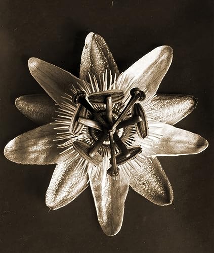 Tableau Passiflore de Karl Blossfeldt : poster d'art mural 60x90cm vintage pour déco de chambre
