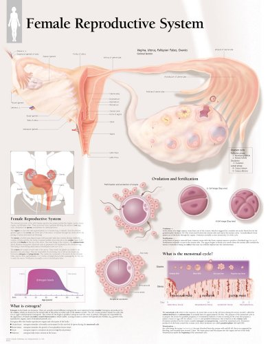 Female Reproductive System chart: Laminated Wall Chart