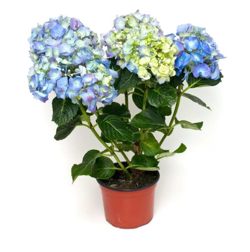 Hortensia Azul Natural Arbusto Resistente para Decoración de Exteriores