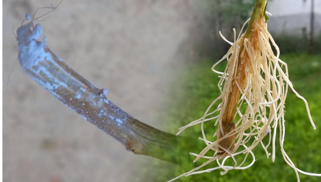 Todo Cultivo Hormone d'enracinement en poudre à base d'acide idolbutyrique 0,25 % - 25 grammes Chryzotop