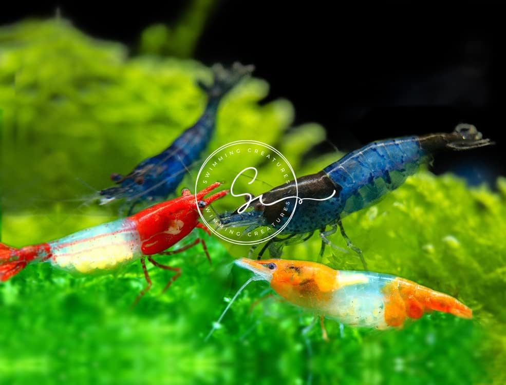 Swimming Creatures™ 10 Rili Mix Premium High Garde Freshwater Neocaridina Aquarium Shrimps.