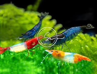 Swimming Creatures™ Premium Neocaridina Shrimp – A Perfect Combo to Brighten Your Aquarium! (10 Rili Mix)