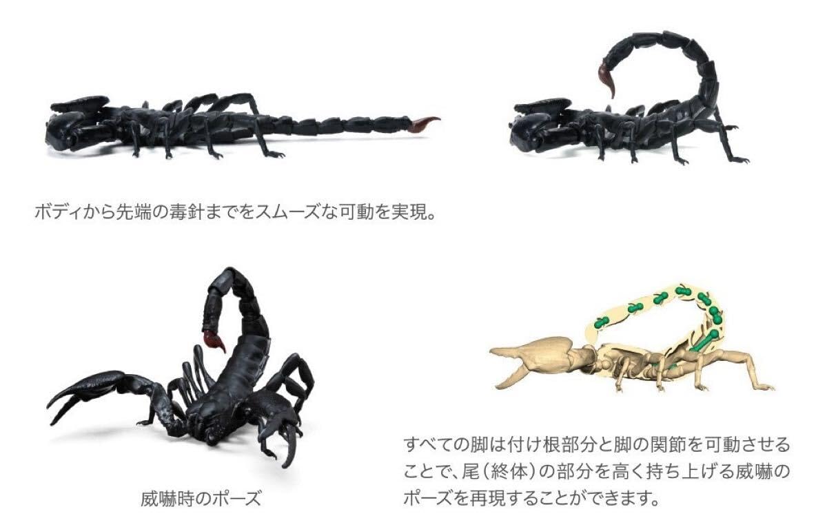 Amazon | いきもの大図鑑 サソリ レッドクロウエンペラースコーピオン