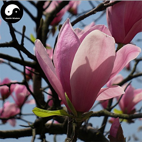 Buy Purple Lily Magnolia Tree Seeds 200pcs Plant Mchella Liliflora Zi Yu Lan