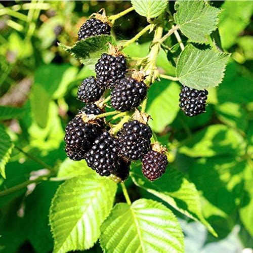 EZ Growing Plants (1 Gallon) Triple Crown BlackBerry Yields Lots of Large Berries