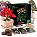 BonPrime Bonsai Starter Kit - Einsteigerfreundliches Set mit 4 Baumsorten - 4 Pflanzen-Töpfe aus Bambus, 4 Torfpellets, 4 Pflanzenmarker, Schere & Wasser-Sprühflasche, gedruckte & Online-Anleitung