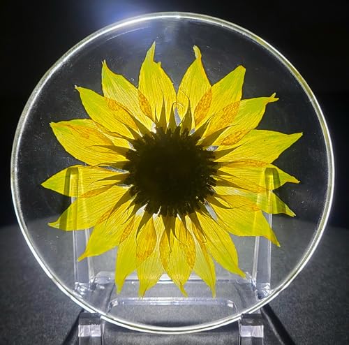 Real Girasol Dorado en Resina Clara de Lucita 3.9" miniatura 1