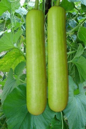 OL Seed Bottle Hybrid Gourd/Lauki Long Seeds (B07DBCZCYK) Amazon Price History, Amazon Price Tracker