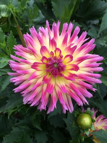Image of SVG Imported Dahlia Flower Bulbs for Your Home and Gardening Pack of 2 Bulbs (strip pink)