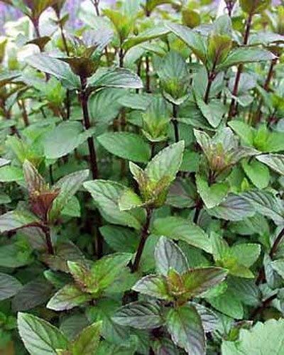 Chocolate Mint Plants