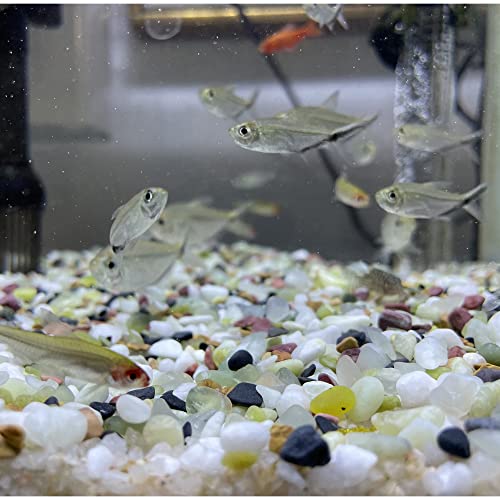 Zhuddong Aquarium Gravel,Gravel For Fish Tank,Natural Polished Decorative Gravel,Mixed Color Stones,For Aquariums,Landscaping,Vase Fillers-3Lb (Jade) #TOP5