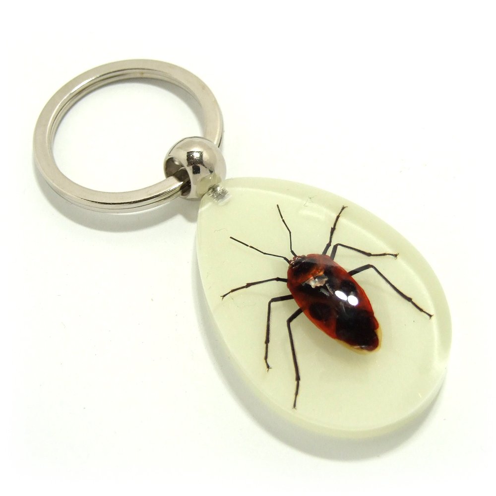 Amazon.co.jp: Insect Keyring 【カメムシA】 夜光タイプ 蓄光