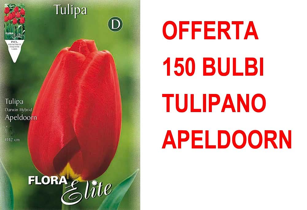 OFFERTA 150 BULBI TULIPANO DARWIN HYBRID APELDOORN BULBS