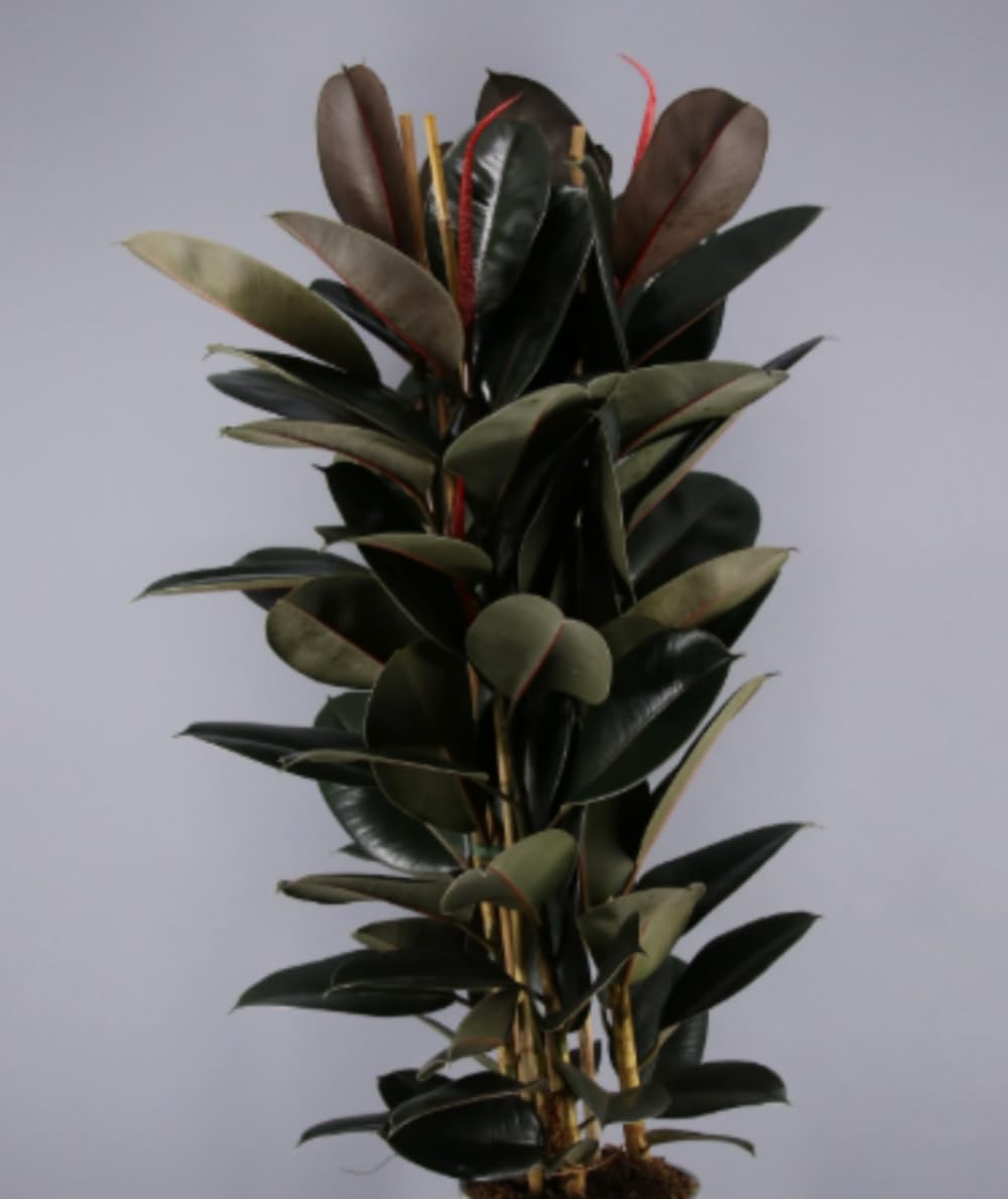 Planta natural Ficus Robusta Abidjan, 110-120 cm. Planta de interior con hojas gruesas, verdes oscuras y elegante porte. Segura Garden.
