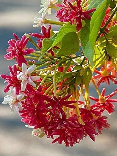 Image of Rangoon Creeper Live Plant | Madhu Malati Double Petal Highly Fragrant Climbing Flower Vine