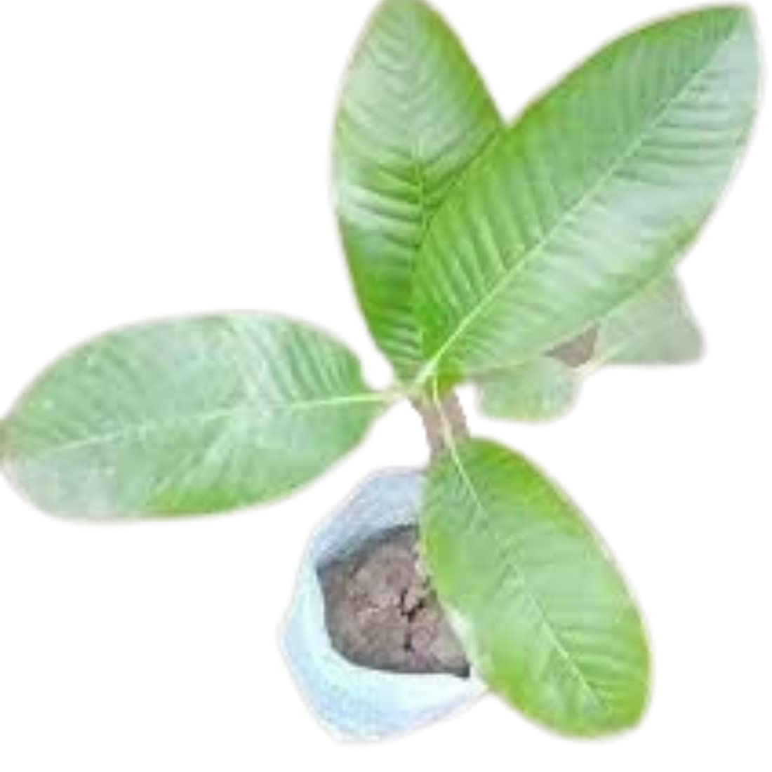 See full amazon price history chart for Mphmi Nurseryplant Hing, Asafoetida - Plant Mphmi Nurseryplant Hing, Asafoetida - Plant (B09NMHQZ92) Amazon Price History, Amazon Price Tracker