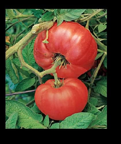 Brandywine RED Tomato 30-5000 Seeds Heirloom Open Pollinated Fresh Non-GMO Big (2500)