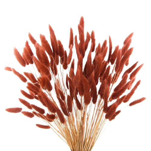 120pcs Burnt Orange Bunny Tails Dried Flowers,17