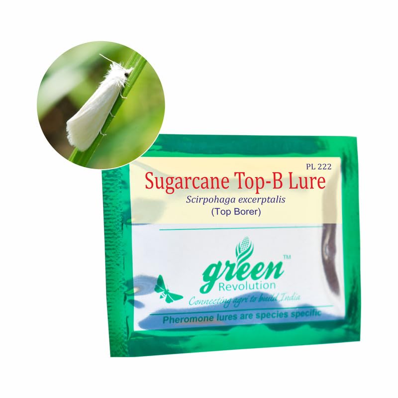 Pheromone Lure for Sugarcane Top Borer (Scirpophaga excerptalis) Pack of 10. (Only Lure)