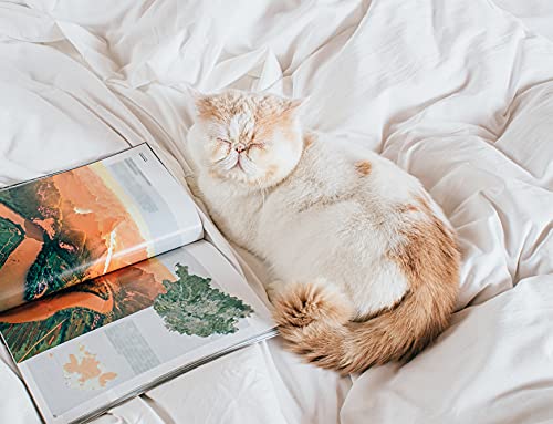 Heimenaogo 600 Tc Egyptian Cotton Duvet Cover Full Size Ultra Soft And Breathable Bedding Set With Zipper Closure Long Staple Washed Cotton Duvet Cover Off White 3Pcs #TOP6