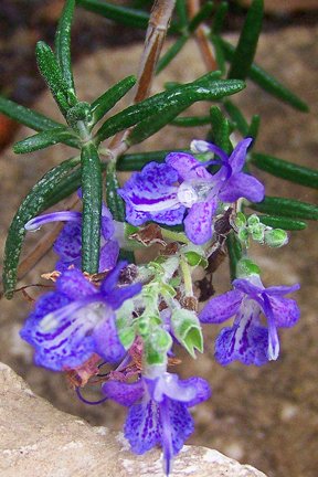 Amazon.com : Clovers Garden Upright Rosemary Herb Plants- Two (2
