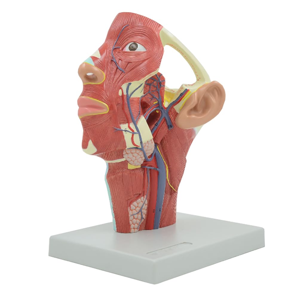 Modèle anatomique de tête humaine 1:1 en PVC avec détails des veines pour l'éducation médicale