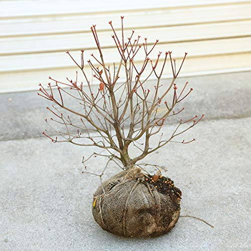 Amazon | 珍品 植木：ヤシオツツジ アカヤシオツツジ あかやしおつつじ